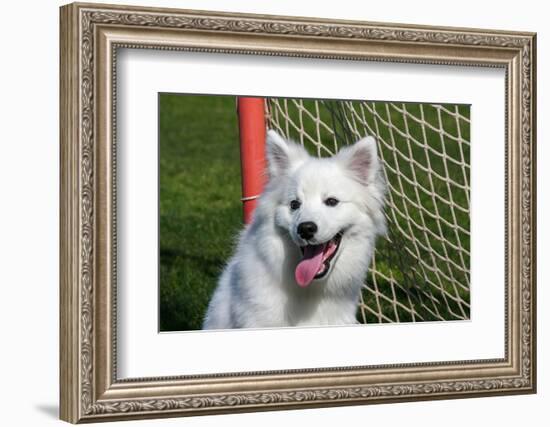 Portrait of an American Eskimo Puppy-Zandria Muench Beraldo-Framed Photographic Print