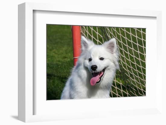 Portrait of an American Eskimo Puppy-Zandria Muench Beraldo-Framed Photographic Print