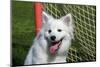 Portrait of an American Eskimo Puppy-Zandria Muench Beraldo-Mounted Photographic Print