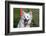 Portrait of an American Eskimo Puppy-Zandria Muench Beraldo-Framed Photographic Print