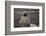 Portrait of an Antarctic fur seal (Arctocephalus gazella), Deception Island, Antarctica, Polar Regi-Sergio Pitamitz-Framed Photographic Print