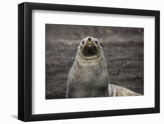 Portrait of an Antarctic fur seal (Arctocephalus gazella), Deception Island, Antarctica, Polar Regi-Sergio Pitamitz-Framed Photographic Print