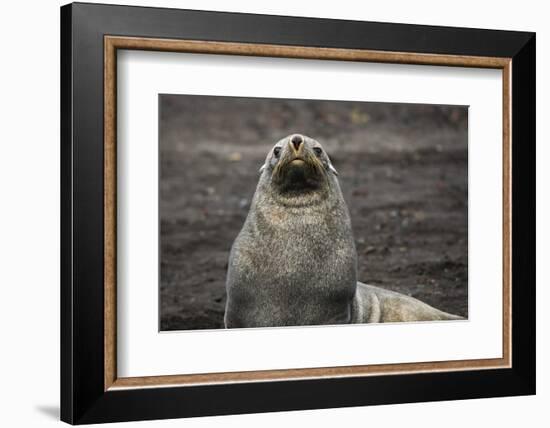 Portrait of an Antarctic fur seal (Arctocephalus gazella), Deception Island, Antarctica, Polar Regi-Sergio Pitamitz-Framed Photographic Print