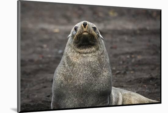 Portrait of an Antarctic fur seal (Arctocephalus gazella), Deception Island, Antarctica, Polar Regi-Sergio Pitamitz-Mounted Photographic Print