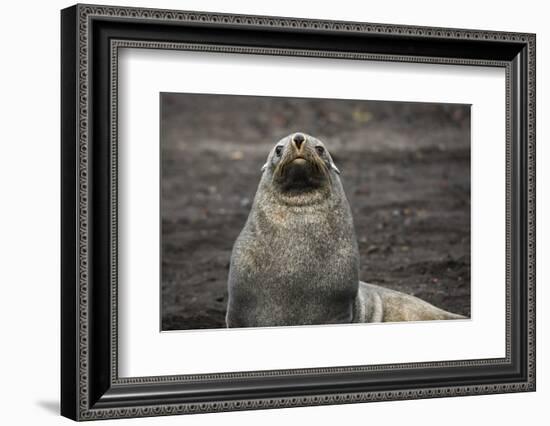 Portrait of an Antarctic fur seal (Arctocephalus gazella), Deception Island, Antarctica, Polar Regi-Sergio Pitamitz-Framed Photographic Print