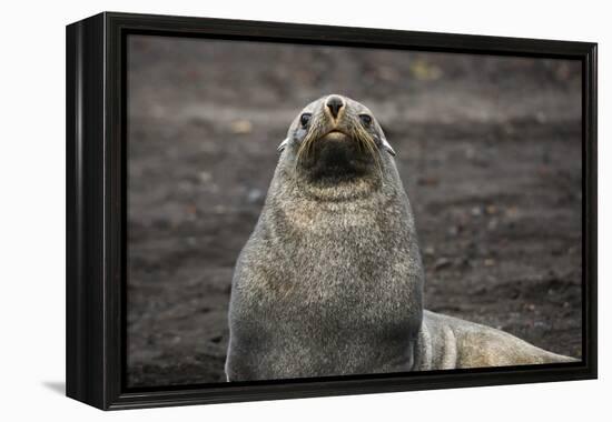 Portrait of an Antarctic fur seal (Arctocephalus gazella), Deception Island, Antarctica, Polar Regi-Sergio Pitamitz-Framed Premier Image Canvas