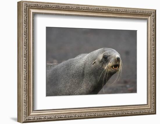 Portrait of an Antarctic fur seal (Arctocephalus gazella), Deception Island, Antarctica, Polar Regi-Sergio Pitamitz-Framed Photographic Print