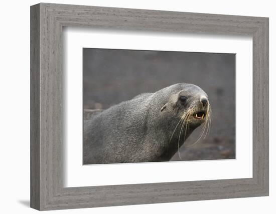 Portrait of an Antarctic fur seal (Arctocephalus gazella), Deception Island, Antarctica, Polar Regi-Sergio Pitamitz-Framed Photographic Print