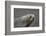 Portrait of an Antarctic fur seal (Arctocephalus gazella), Deception Island, Antarctica, Polar Regi-Sergio Pitamitz-Framed Photographic Print