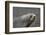 Portrait of an Antarctic fur seal (Arctocephalus gazella), Deception Island, Antarctica, Polar Regi-Sergio Pitamitz-Framed Photographic Print