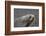 Portrait of an Antarctic fur seal (Arctocephalus gazella), Deception Island, Antarctica, Polar Regi-Sergio Pitamitz-Framed Photographic Print