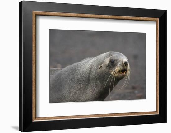 Portrait of an Antarctic fur seal (Arctocephalus gazella), Deception Island, Antarctica, Polar Regi-Sergio Pitamitz-Framed Photographic Print