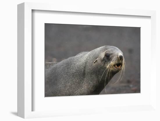 Portrait of an Antarctic fur seal (Arctocephalus gazella), Deception Island, Antarctica, Polar Regi-Sergio Pitamitz-Framed Photographic Print