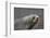 Portrait of an Antarctic fur seal (Arctocephalus gazella), Deception Island, Antarctica, Polar Regi-Sergio Pitamitz-Framed Photographic Print