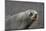 Portrait of an Antarctic fur seal (Arctocephalus gazella), Deception Island, Antarctica, Polar Regi-Sergio Pitamitz-Mounted Photographic Print