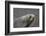 Portrait of an Antarctic fur seal (Arctocephalus gazella), Deception Island, Antarctica, Polar Regi-Sergio Pitamitz-Framed Photographic Print