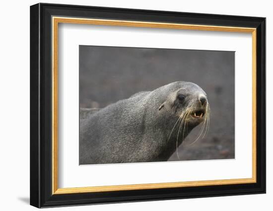 Portrait of an Antarctic fur seal (Arctocephalus gazella), Deception Island, Antarctica, Polar Regi-Sergio Pitamitz-Framed Photographic Print