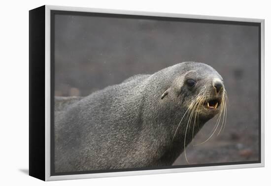 Portrait of an Antarctic fur seal (Arctocephalus gazella), Deception Island, Antarctica, Polar Regi-Sergio Pitamitz-Framed Premier Image Canvas