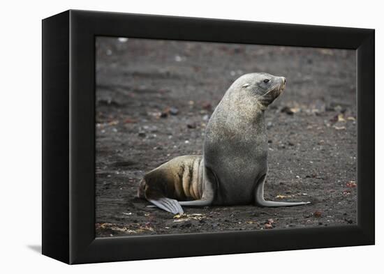 Portrait of an Antarctic fur seal (Arctocephalus gazella), Deception Island, Antarctica, Polar Regi-Sergio Pitamitz-Framed Premier Image Canvas