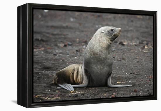 Portrait of an Antarctic fur seal (Arctocephalus gazella), Deception Island, Antarctica, Polar Regi-Sergio Pitamitz-Framed Premier Image Canvas