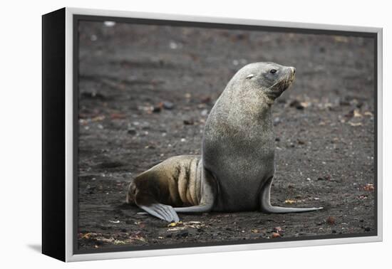 Portrait of an Antarctic fur seal (Arctocephalus gazella), Deception Island, Antarctica, Polar Regi-Sergio Pitamitz-Framed Premier Image Canvas