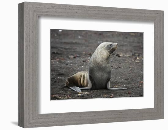 Portrait of an Antarctic fur seal (Arctocephalus gazella), Deception Island, Antarctica, Polar Regi-Sergio Pitamitz-Framed Photographic Print