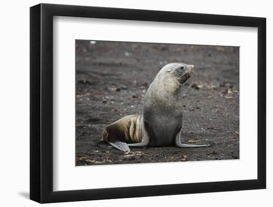 Portrait of an Antarctic fur seal (Arctocephalus gazella), Deception Island, Antarctica, Polar Regi-Sergio Pitamitz-Framed Photographic Print