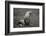 Portrait of an Antarctic fur seal (Arctocephalus gazella), Deception Island, Antarctica, Polar Regi-Sergio Pitamitz-Framed Photographic Print