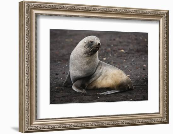 Portrait of an Antarctic fur seal (Arctocephalus gazella), Deception Island, Antarctica, Polar Regi-Sergio Pitamitz-Framed Photographic Print