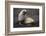 Portrait of an Antarctic fur seal (Arctocephalus gazella), Deception Island, Antarctica, Polar Regi-Sergio Pitamitz-Framed Photographic Print