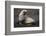 Portrait of an Antarctic fur seal (Arctocephalus gazella), Deception Island, Antarctica, Polar Regi-Sergio Pitamitz-Framed Photographic Print