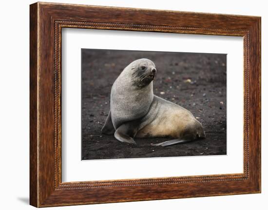 Portrait of an Antarctic fur seal (Arctocephalus gazella), Deception Island, Antarctica, Polar Regi-Sergio Pitamitz-Framed Photographic Print