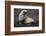 Portrait of an Antarctic fur seal (Arctocephalus gazella), Deception Island, Antarctica, Polar Regi-Sergio Pitamitz-Framed Photographic Print