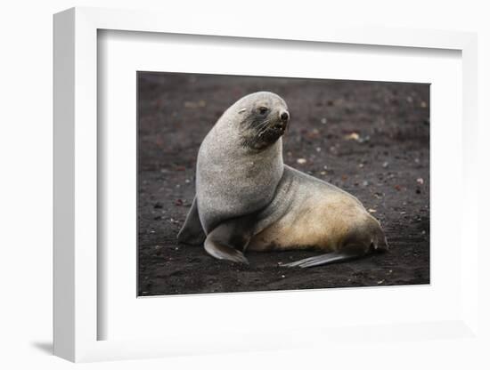 Portrait of an Antarctic fur seal (Arctocephalus gazella), Deception Island, Antarctica, Polar Regi-Sergio Pitamitz-Framed Photographic Print