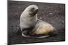 Portrait of an Antarctic fur seal (Arctocephalus gazella), Deception Island, Antarctica, Polar Regi-Sergio Pitamitz-Mounted Photographic Print