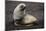 Portrait of an Antarctic fur seal (Arctocephalus gazella), Deception Island, Antarctica, Polar Regi-Sergio Pitamitz-Mounted Photographic Print