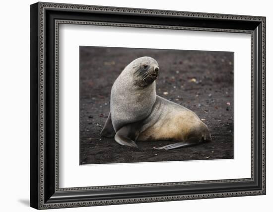 Portrait of an Antarctic fur seal (Arctocephalus gazella), Deception Island, Antarctica, Polar Regi-Sergio Pitamitz-Framed Photographic Print