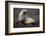 Portrait of an Antarctic fur seal (Arctocephalus gazella), Deception Island, Antarctica, Polar Regi-Sergio Pitamitz-Framed Photographic Print