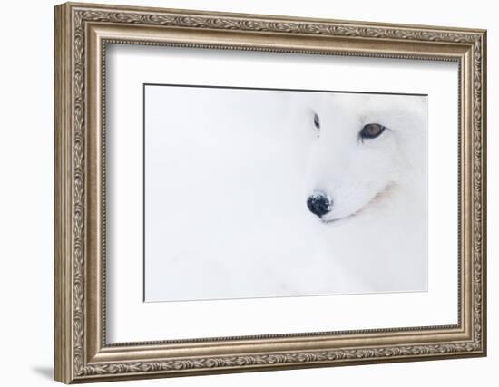 Portrait Of An Arctic Fox (Vulpes Lagopus), Captive, Norway, February-Edwin Giesbers-Framed Photographic Print