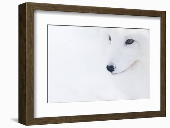 Portrait Of An Arctic Fox (Vulpes Lagopus), Captive, Norway, February-Edwin Giesbers-Framed Photographic Print