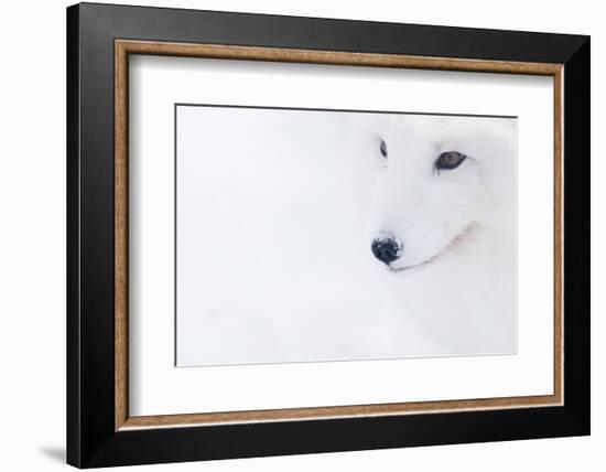 Portrait Of An Arctic Fox (Vulpes Lagopus), Captive, Norway, February-Edwin Giesbers-Framed Photographic Print