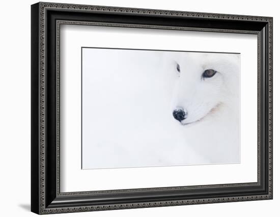 Portrait Of An Arctic Fox (Vulpes Lagopus), Captive, Norway, February-Edwin Giesbers-Framed Photographic Print