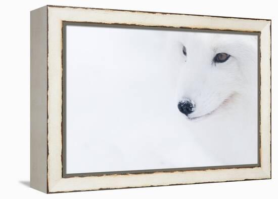 Portrait Of An Arctic Fox (Vulpes Lagopus), Captive, Norway, February-Edwin Giesbers-Framed Premier Image Canvas