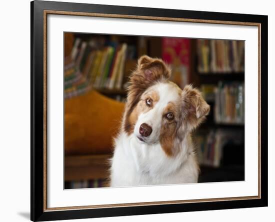 Portrait of an Australian Shepherd in the Library-Zandria Muench Beraldo-Framed Photographic Print