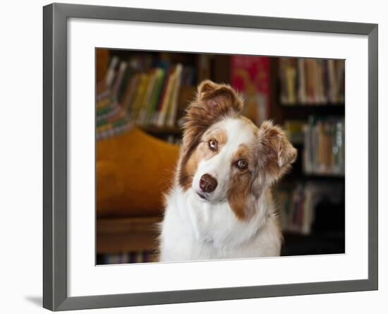 Portrait of an Australian Shepherd in the Library-Zandria Muench Beraldo-Framed Photographic Print