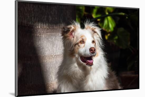 Portrait of an Australian Shepherd-Zandria Muench Beraldo-Mounted Photographic Print