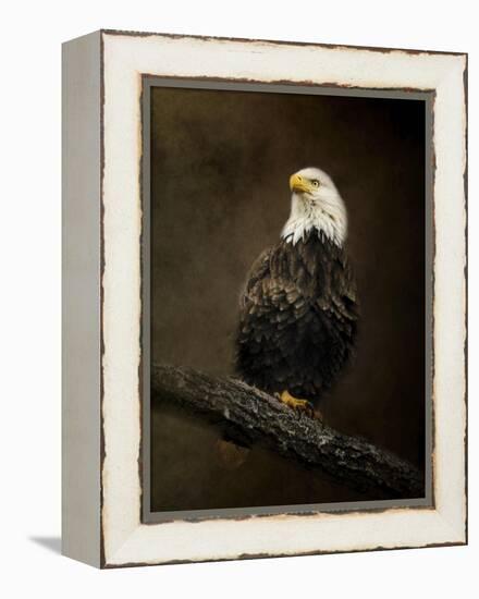 Portrait of an Eagle-Jai Johnson-Framed Premier Image Canvas