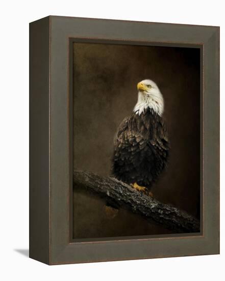 Portrait of an Eagle-Jai Johnson-Framed Premier Image Canvas