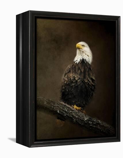 Portrait of an Eagle-Jai Johnson-Framed Premier Image Canvas