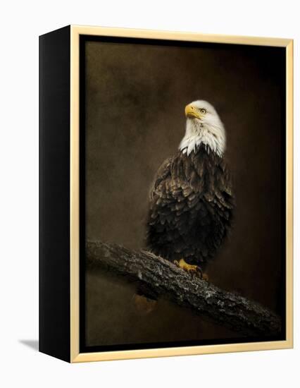 Portrait of an Eagle-Jai Johnson-Framed Premier Image Canvas